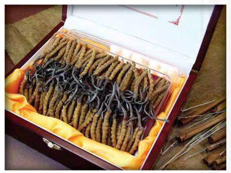 景东冬虫夏草回收